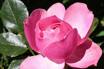 Fiore rosa multi -petalo, rosa rosa vibrante, Piena fioritura, foglie verdi, avvicinamento, fotografia floreale, fiori da giardino, fotografia naturalistica, petali di rosa, fotografia di fiori