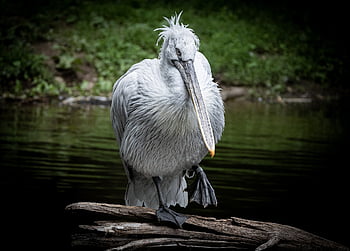 bird, nature, pelican, beak, feathers, plumage, avian, wings, ponda, lake, water
