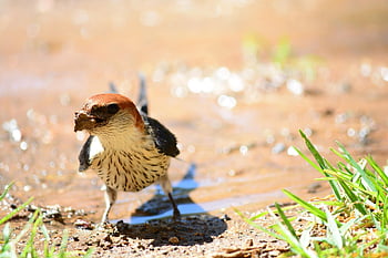swallows, bird, feathers, plumage, birdwatching, hibernate, nature