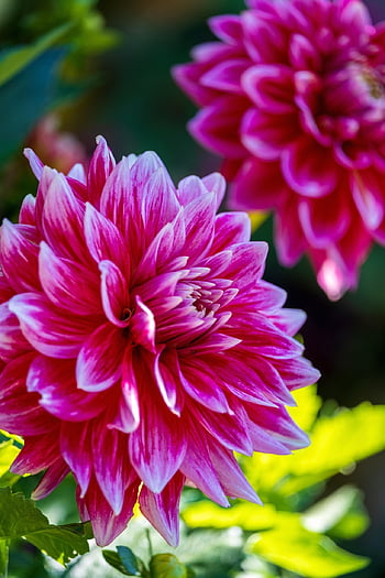 dahlia, flower, blossom, bloom, beautiful Flowers, nature, flower Background, flora, flower Wallpaper, pink Flowers, petals