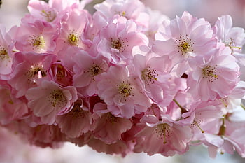 třešňové květy, okrasná třešeň, kvetoucí větev, japonská třešeň, prunus serrulata, květ, jaro, Příroda, východní asijské třešeň, sakura, zblízka