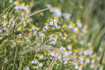 pravý heřmánek, CAMAMILE KVĚTY, květ, žlutá, bílý, rostlina, kompozitů, asteraceae, divoká rostlina, byliny, léčivé byliny