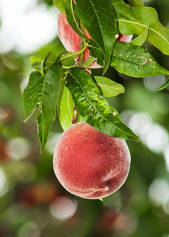 ripe peaches, peaches hanging, peach tree, peach, vibrant photo, close-up photo, green leaves, tree branch, fresh fruit, nature, organic