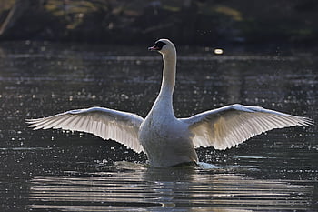 mute swan, labuť, pták, zvíře, peří, volně žijících živočichů, Příroda, jezero, vodní pták, plavat, vod
