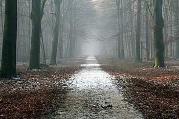 mistig bos, weg, torenhoge bomen, Gevallen herfstbladeren, bospad, herfst bos, mistige sfeer, met bomen omzoomd pad, natuurlijke omgeving, Serene landschap, bosmist