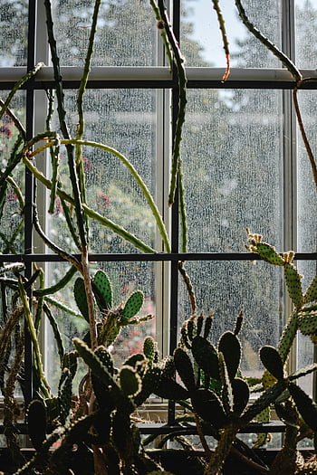 kaktukset, lähellä ikkunaa, luonnonvalo, kasvihuone, lasipaneelin ikkunat, sisätilojen kasveja, succulents, kasvitieteellinen puutarha, aavikkokasveja, kasvi-valokuvaus, kaktus-kokoelma