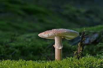 Pearl houba, houba, mech, lesní podlaha, les, Příroda