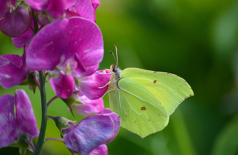 volně žijících živočichů, schmetterling, zitronenfalter, insekt, tier, fluginsekt, tagfalter, kuře, květy lotosu, blüten, nahrungssuche