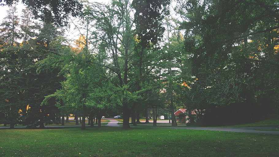 hnědý dům, okolní stromy, Svěží zelený park, Montclair NJ, klidná přírodní krása, zelená tráva, cesta lemovaná stromy, venkovní scenérie, prostředí, přírodní krajina, Nastavení parku