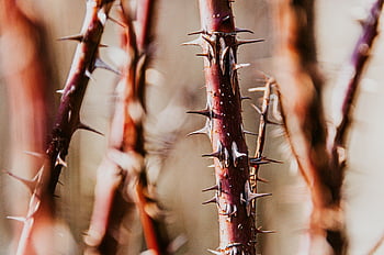 thorns, plant, prickles, sharp, nature