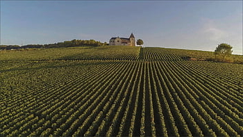 šampaňské, pole, víno, zemědělství, reims, vinice, zemědělský, révy, krajiny, venkovský, Francie