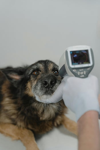 dog, vet clinic, infrared thermometer, temperature check, veterinary care, pet health, clinic visit, dog examination, animal care, veterinary services, pet temperature