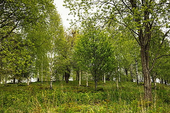 Birke, Baum, Natur, Hain, Wald