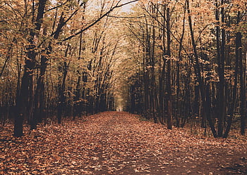 syksyn metsä, keltaiset lehdet, pudonneet lehdet, metsäreitti, rauhallinen kohtaus, värikkäitä lehtiä, syksyn kohtaus, metsäpolku, syksyn metsät, keltainen lehti, syksyn värit