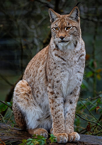 Europäischer Luchs, Eurasischer Luchs, Luchs, wilde Katze, große Katze, katzenartig, Säugetier, Natur, Tier, Jäger, Raubtier