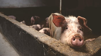pink pig, close-up, curious pig, barn, farm life, pig in barn, farm animals, piglets, rural scene, animal photography, livestock