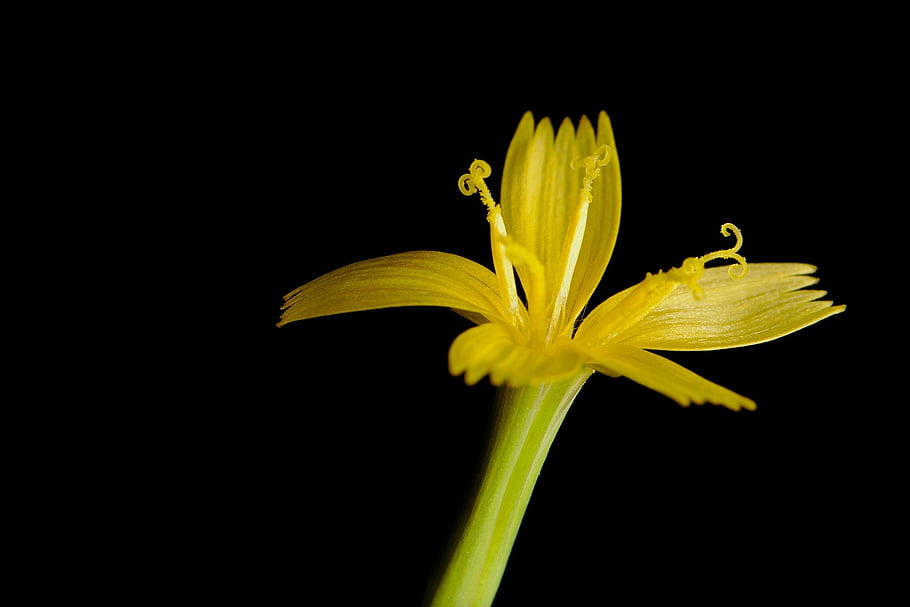 blossom, bloom, yellow Flower, wall Lettuce, close Up, flora, floriculture, horticulture, botany
