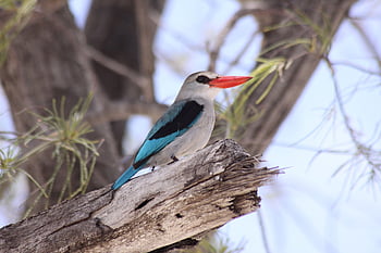 bird, king Fisher, tree, branch, nature, perched, beak, feathers, plumage, wildlife