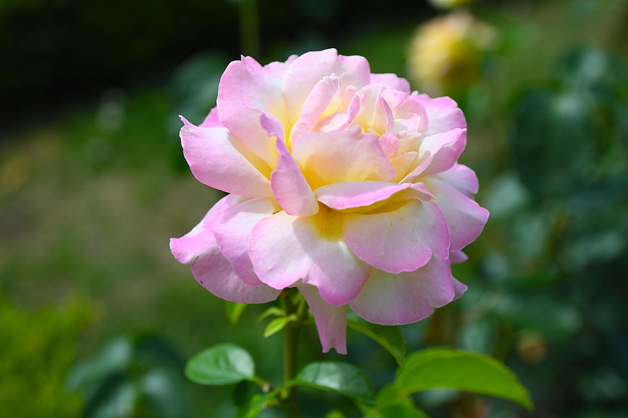 rose, blooms, pink, flower, flowers, garden, beautiful, beautiful Flowers, summer, nature, flora