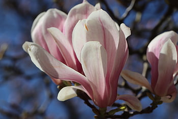 μαγνολία, τουλίπα magnolia, άνθη, άνθισμα, άνοιξη, δέντρο μανόλιας, λουλούδι μανόλιας, φυτά, φύση, ροζ, λευκό