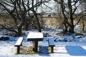 bench, nature, table, snow, rest Area, forest, winter, snow-covered, landscape, filsø