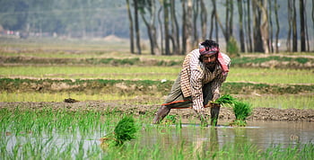 landmand arbejder, Sydasiatiske mand, plantning af ris, frodig grønt felt, vest bengal, indien, Traditionelt landbrug, landbrugsscene, landdistrikterne, landbrugspraksis, ris dyrkning