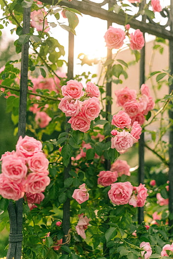 rose rosa, rose fiorite, recinzione metallica, giardino illuminato dal sole, fotografia naturalistica, Rose eleganti, scenario del giardino, fiori rosa, fiori all'aperto, fotografia floreale, rose da giardino