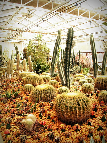 cacti, greenhouse, diverse cactus species, warm greenhouse, bright greenhouse roof, canopy tent, green cacti, indoor plants, succulents, botanical garden, desert plants