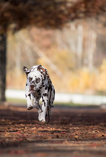 dalmatian, dog, running, outdoors, pet, nature, animal, domestic Dog, canine, mammal, park