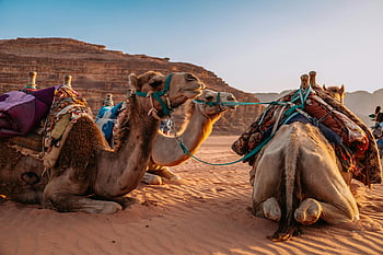 velbloudi, poušť, wadi rum, Jordán, odpočívající velbloudy, západ slunce, Ohromující poušť, písečné duny, střední východ, fotografování divoké zvěře