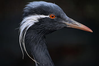 デモイゼルクレーン、 クレーン、 鳥類、 鳥、 自然、 鳥類学、 羽毛、 くちばし、 ビル、 野生動物