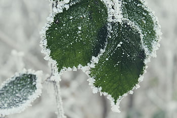 Green Leaves, frost-covered leaves, winter beauty, icy beauty, close-up leaves, detailed leaves, frosty leaves, winter leaves, nature photography, frost detail, icy leaves
