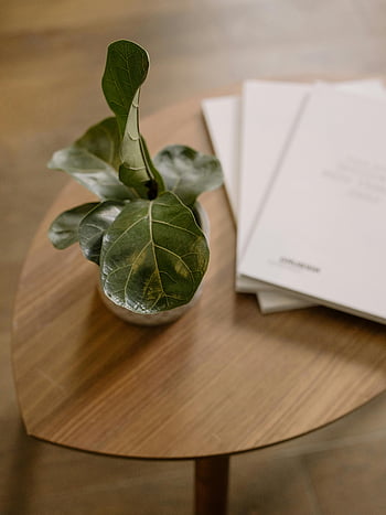 fiddle leaf obr, vnitřní zařízení, dřevěný stůl, konferenční stolek, Stoh knih, Útulné nastavení, vnitřní dekor, zelené listy, domovní dekorace, moderní interiér, rostlinná výzdoba