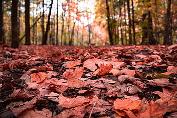 Herbst, Blätter, Wald, Blatt, Oktober, Natur, draußen, rot, Boden, gefallen, Bäume
