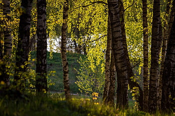 háj, břízy, les, letní, březový háj, stromy, Příroda, krajina, park