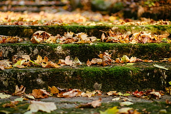 Herbstblätter, Moss bedeckte Schritte, flacher Fokus, Fotografie im Freien, bunte Blätter, Steinstufen, Herbstsaison, Naturfotografie, getrocknete Blätter, Herbstlandschaft, Außentreppen