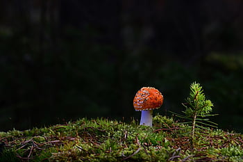 fungo, pianta, fungo velenoso, micologia, foresta, muschio, selvaggio, natura