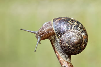 hlemýžď, shell, bezobratlý, senzor, spirála, Plíživé zvíře, zvíře, Příroda