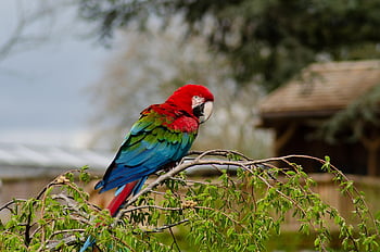 bird, parrot, ornithology, kind, fauna, avian, animal, nature, beak, wild Animals, zoo