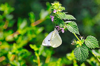 motýl, pieris rapae, listy, rostlina, hmyz, květ, křídla, entomologie, Příroda, louka