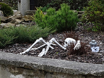 bone, skeleton, helloween, skull