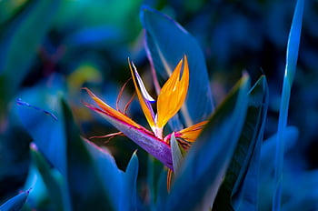 ráj, květ, rostlina, kvetoucí rostlina, květinové pozadí, okrasné rostliny, flóra, Příroda, zahrada, strelitzia orchideje, strelitzia