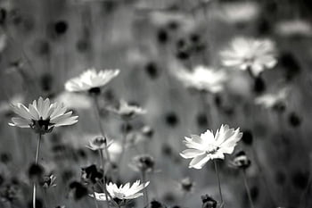 gråtonebilleder, daisy blomster, sommerhave, delikat scene, Dramatisk naturlig, sort og hvid, Blomstrende tusindfryd, Blomsterbillede, naturfotografering, Gråskala blomster, have scene