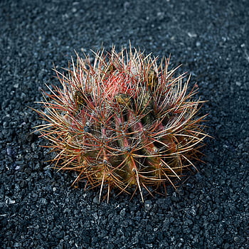 cactus, lanzarote, cactus Garden, spain, nature, plants, park, cactaceae, lava, canarian, thorns