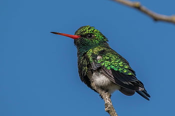kolibřík, pták, Brilliant Bellied Emerald, chlorostilbon lucidus, divoký pták, zvíře, volně žijících živočichů, větev, Příroda, pozorování ptáků, ornitologie