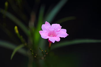 Růžová mexická Petunia, květ, selektivní fotografování, zářivá růžová, detail, tmavé pozadí, květ petúnie, květinové fotografie, fotografování přírody, růžový květ