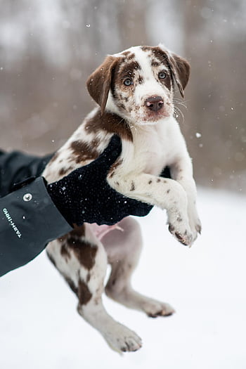 dog, puppy, pet, young, spotted Puppy, nature, animal, cute Puppy, cute, snow, winter