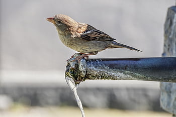 spurv, kvinde, fugl, drikke, vandhane, springvand, natur, vand, nuttet, Sperling, fjerdragt