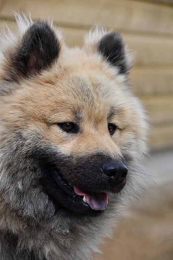dog, dog Portrait, dog Eurasier, male Eurasier, dog Of Pure Breed, pet, eurasier, dog Olafblue, dog Eye Colour Hazel, dog Olaf Blue, mascot