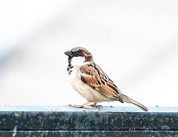 madár, veréb, madártan, faj, fauna, madárinfluenza, vadvilág, csőr, állat, Sperling, tollak